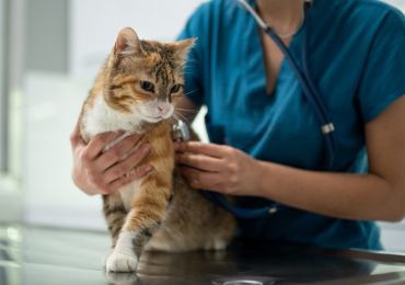enfermedades más comunes en gatos