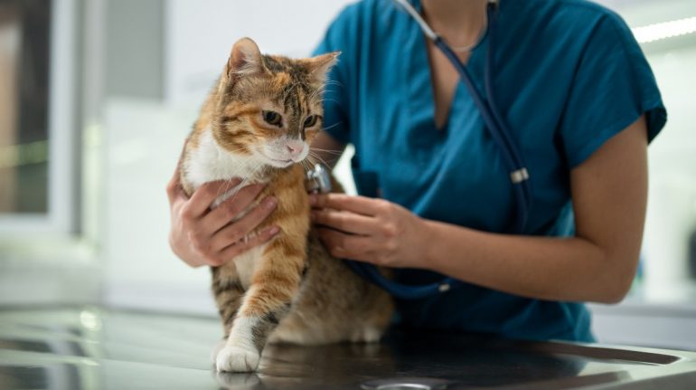 enfermedades más comunes en gatos