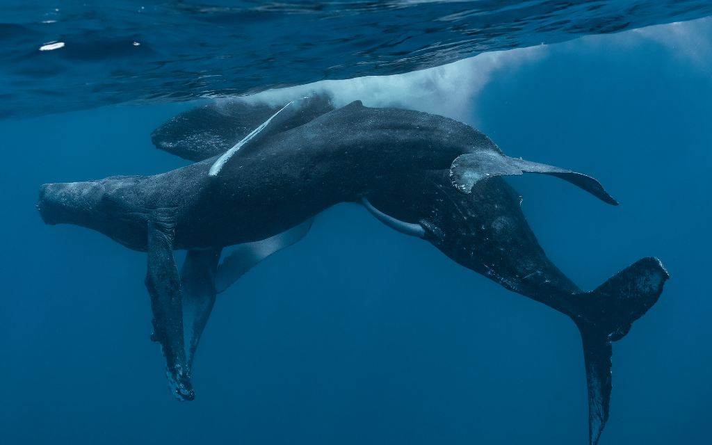 Apareamiento de ballenas jorobadas