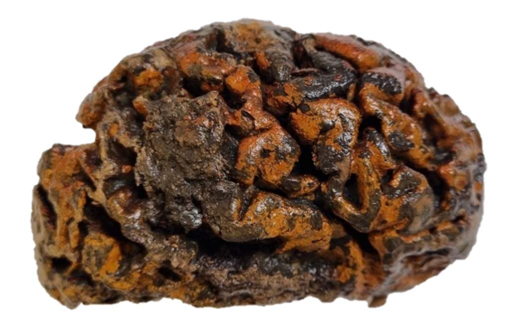 Cerebro humano de mil años de antigüedad