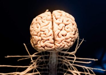 La inexplicable conservación de miles de cerebros con hasta 12,000 años de antigüedad