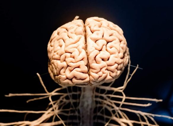 La inexplicable conservación de miles de cerebros con hasta 12,000 años de antigüedad