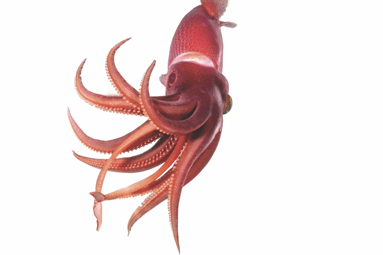 calamar fresa zona crepuscular