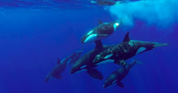 las orcas son tan longevas