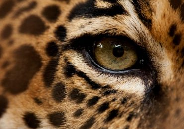 por qué el jaguar tiene manchas