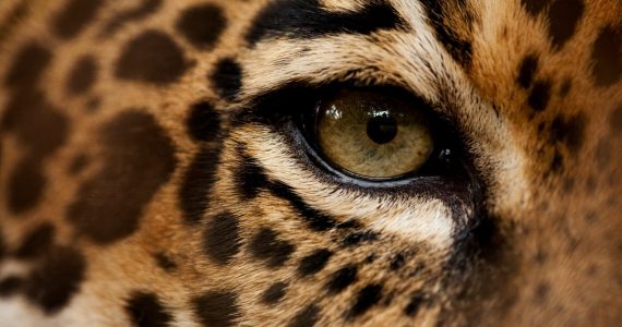por qué el jaguar tiene manchas