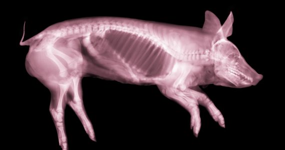 higado-de-cerdo-en-humanos-una-alternativa-en-el-transplante-de-organos