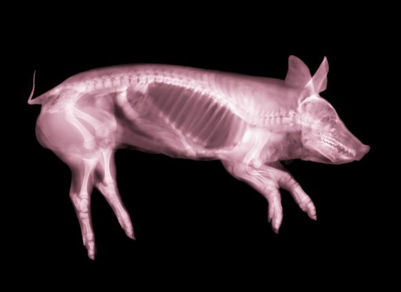 higado-de-cerdo-en-humanos-una-alternativa-en-el-transplante-de-organos