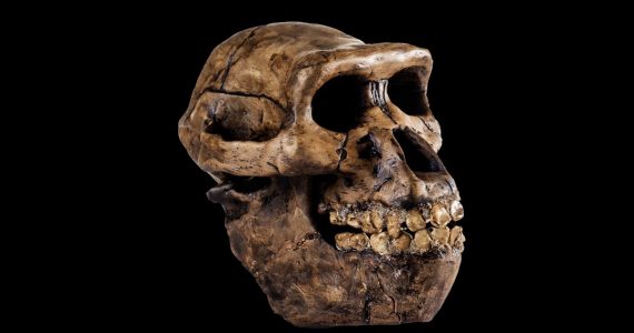 humanos-y-neandertales-que-determino-su-supervivencia-y-extincion de tamaño
