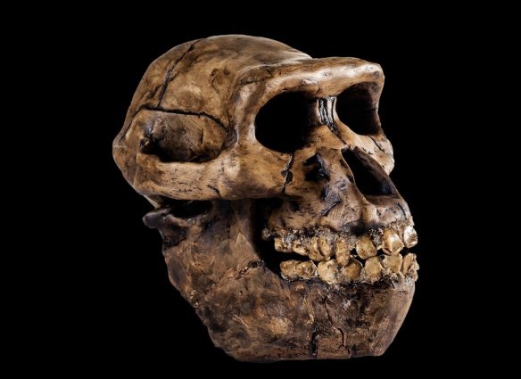 humanos-y-neandertales-que-determino-su-supervivencia-y-extincion de tamaño