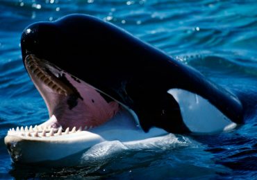 Orca comiendo tiburón blanco