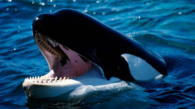 Orca comiendo tiburón blanco