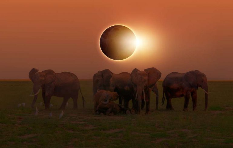 animales durante el eclipse solar 2024