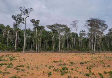 Brasil y Colombia reducen sus niveles de deforestación