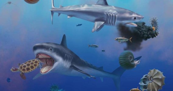 Reconstrucción de un tiburón prehistórico hallado en México