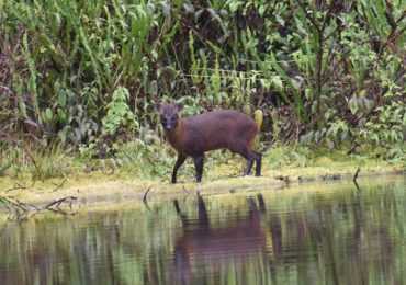 descubren-un-hermoso-ciervo-en-peru-el-pudu-de-la-yunga-peruana