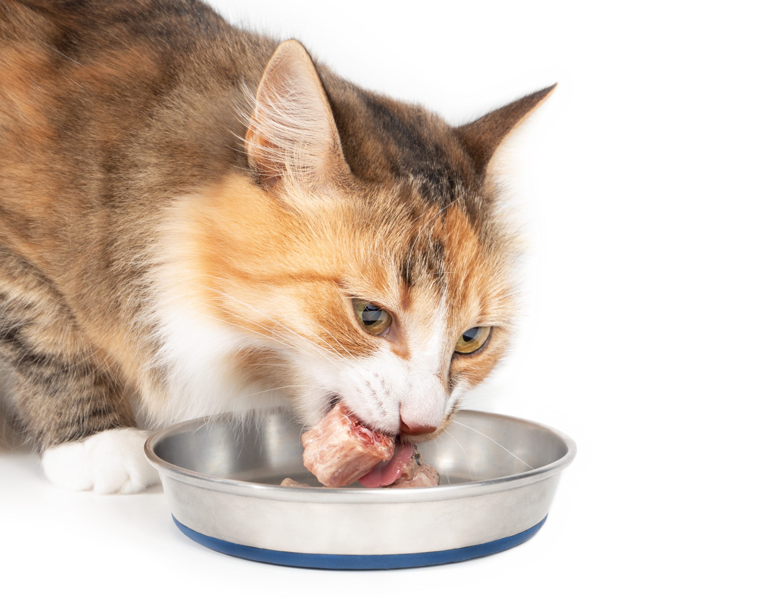 estas-pruebas-que-demuestran-que-tu-gato-podria-comerte-hueso