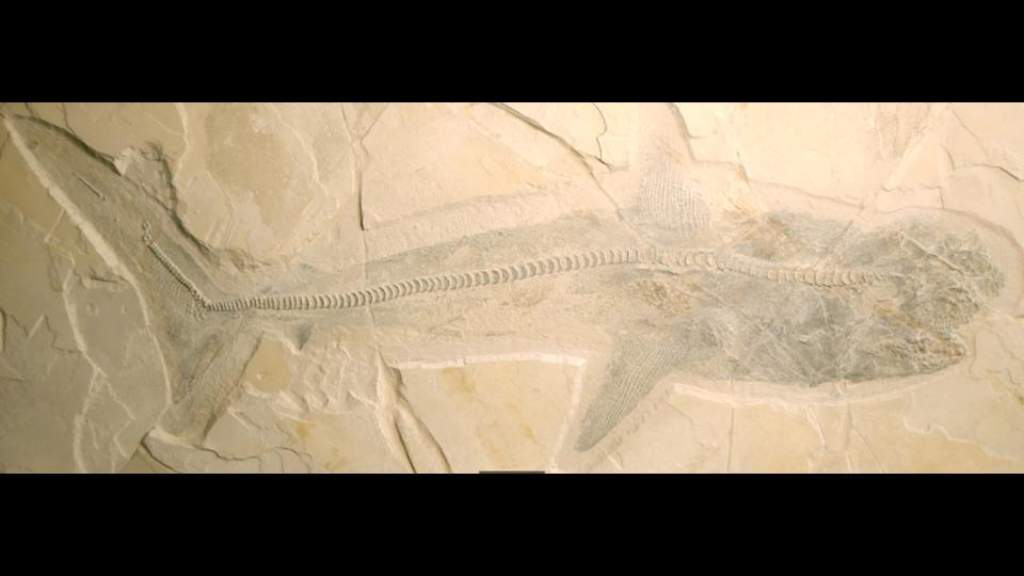fósil de tiburón prehistórico hallado en México
