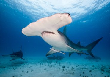 tiburon-martillo-asi-es-el-dinosaurio-mas-tecnologico-que-habita-los-oceanos