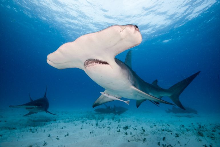 tiburon-martillo-asi-es-el-dinosaurio-mas-tecnologico-que-habita-los-oceanos