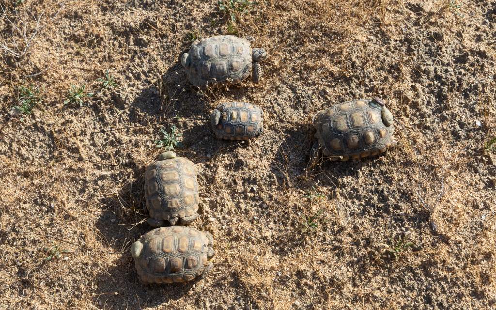 Una cohorte de 70 tortugas del desierto luchan por sobrevivir y salvar a su especie de la extinción 