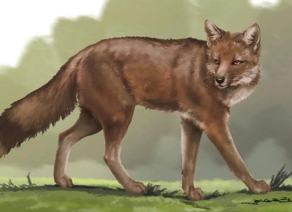 Dusicyon avus, el zorro americano que fue amigo de los primeros hombres