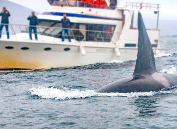Los ataques de orcas van en aumento