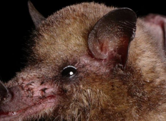 Polinización por murciélagos
