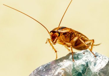 súper cucaracha