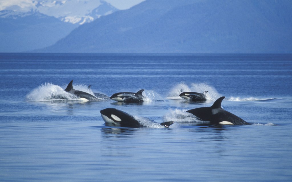 grupo de orcas