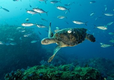 asi-es-la-fascinante-tortuga-verde-el-tesoro-del-oceano-que-el-calor-esta-cambiando