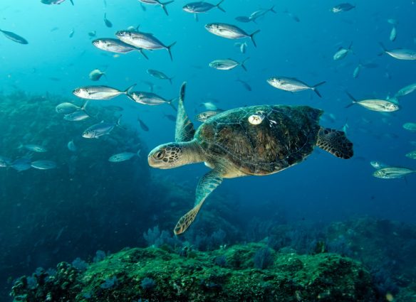 asi-es-la-fascinante-tortuga-verde-el-tesoro-del-oceano-que-el-calor-esta-cambiando