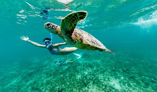 dia-internacional-de-la-tortuga-los-mejores-lugares-para-ver-tortugas