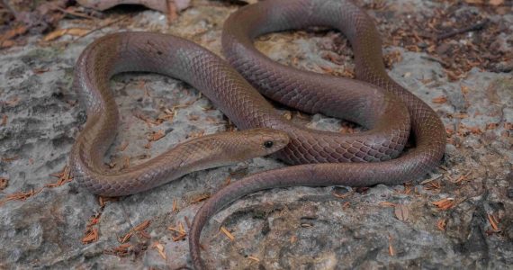 esta-nueva-serpiente-en-tailandia-es-capaz-de-escalar-montanas-con-sus-gigantescos-colmillos-de-cuchilla