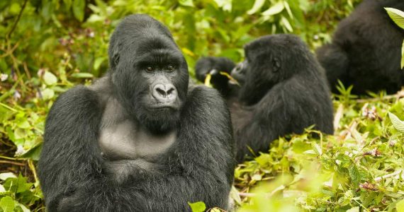 Logran secuenciar por primera vez los cromosomas sexuales de seis especies de simio