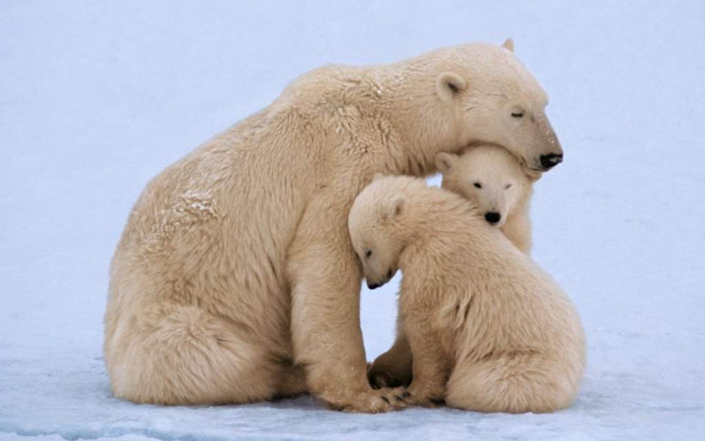 oso polar, una de las mejores madres del reino animal