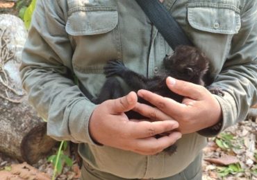 Muerte de monos aulladores se extiende a cuatro estados de México