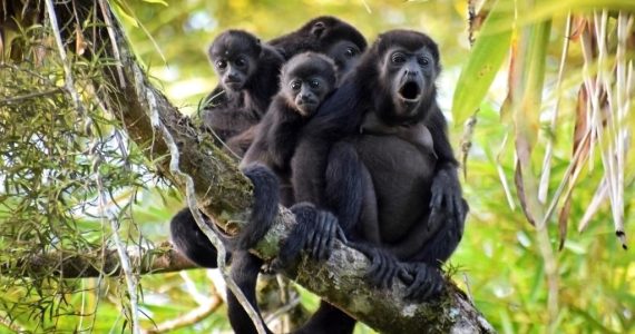 Desafían el clima extremo: siete monos aulladores sobreviven en Tabasco y regresan a su hábitat