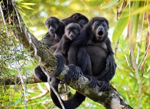 Desafían el clima extremo: siete monos aulladores sobreviven en Tabasco y regresan a su hábitat